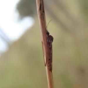 Tipulidae or Limoniidae (family) at Cook, ACT - 23 Oct 2021 03:00 PM