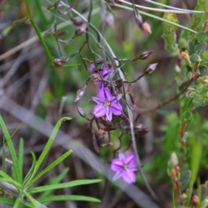 Thysanotus patersonii at Tralee, NSW - 25 Oct 2021 12:08 PM