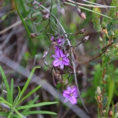 Thysanotus patersonii (Twining Fringe Lily) at Tralee, NSW - 25 Oct 2021 by MB