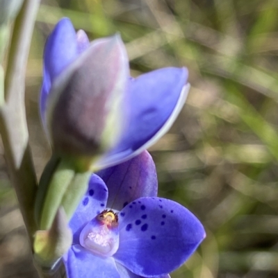 Thelymitra juncifolia (Dotted Sun Orchid) at Black Mountain - 22 Oct 2021 by AJB