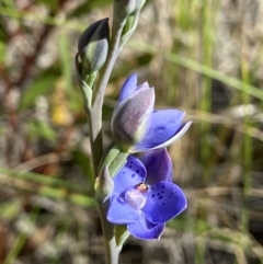 Thelymitra juncifolia at Aranda, ACT - suppressed