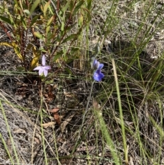 Thelymitra juncifolia at Aranda, ACT - suppressed