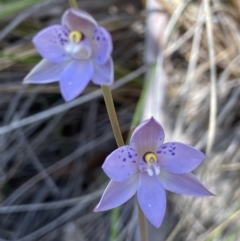 Thelymitra simulata (Graceful Sun-orchid) at Black Mountain - 22 Oct 2021 by AJB