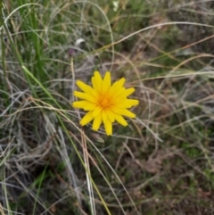 Microseris walteri (Yam Daisy, Murnong) at Tralee, NSW - 25 Oct 2021 by MB