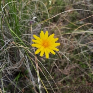 Microseris walteri at Tralee, NSW - 25 Oct 2021 12:06 PM