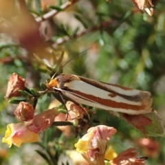 Phytotrypa propriella (A Concealer moth (Wingia group)) at Molonglo Valley, ACT - 24 Oct 2021 by CathB