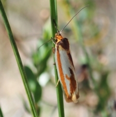 Phytotrypa propriella at Molonglo Valley, ACT - 24 Oct 2021