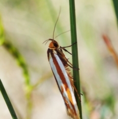 Phytotrypa propriella at Molonglo Valley, ACT - 24 Oct 2021