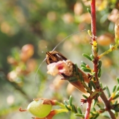 Phytotrypa propriella at Molonglo Valley, ACT - 24 Oct 2021