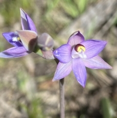 Thelymitra sp. (pauciflora complex) (Sun Orchid) at Aranda, ACT - 23 Oct 2021 by AJB