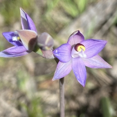 Thelymitra sp. (pauciflora complex) (Sun Orchid) at Aranda, ACT - 22 Oct 2021 by AJB