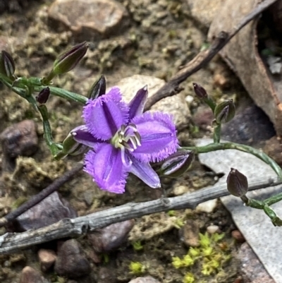 Thysanotus patersonii (Twining Fringe Lily) at Black Mountain - 22 Oct 2021 by AJB