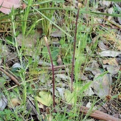 Corysanthes incurva (Slaty Helmet Orchid) at Aranda, ACT - 24 Oct 2021 by CathB