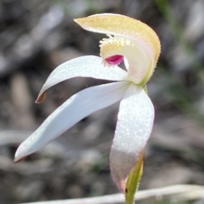Caladenia moschata (Musky Caps) at Aranda, ACT - 23 Oct 2021 by AJB