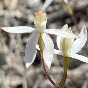 Caladenia moschata at Aranda, ACT - 23 Oct 2021