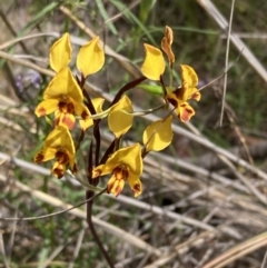 Diuris semilunulata (Late Leopard Orchid) at Fadden, ACT - 24 Oct 2021 by AnneG1