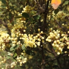 Pomaderris pallida at Paddys River, ACT - 24 Oct 2021 01:56 PM