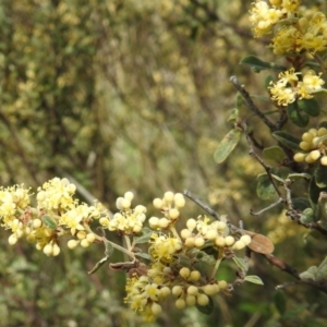 Pomaderris pallida at Paddys River, ACT - 24 Oct 2021 01:56 PM