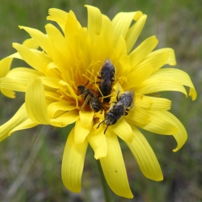 Lasioglossum (Chilalictus) lanarium (Halictid bee) at Bullen Range - 24 Oct 2021 by HelenCross