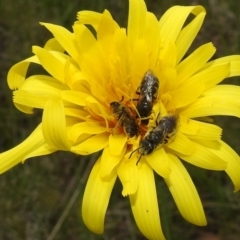 Lasioglossum (Chilalictus) lanarium at Paddys River, ACT - 24 Oct 2021 02:01 PM