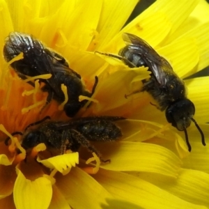 Lasioglossum (Chilalictus) lanarium at Paddys River, ACT - 24 Oct 2021 02:01 PM