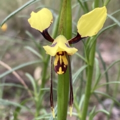 Diuris sulphurea (Tiger Orchid) at Wanniassa Hill - 24 Oct 2021 by AnneG1