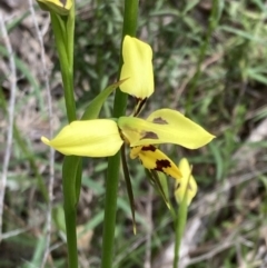 Diuris sulphurea at Fadden, ACT - suppressed