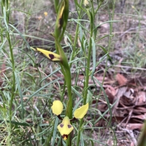 Diuris sulphurea at Fadden, ACT - 24 Oct 2021