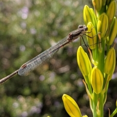 Austrolestes leda (Wandering Ringtail) at Watson, ACT - 24 Oct 2021 by abread111