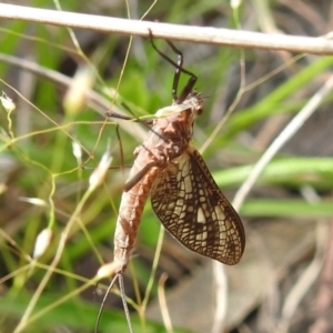 Ephemeroptera (order) at Paddys River, ACT - 24 Oct 2021