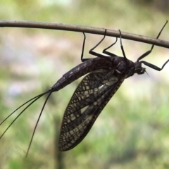 Ephemeroptera (order) at Paddys River, ACT - 24 Oct 2021