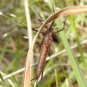 Ephemeroptera (order) at Paddys River, ACT - 24 Oct 2021