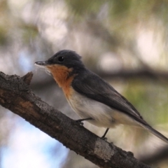 Myiagra rubecula at Kambah, ACT - 24 Oct 2021 02:16 PM