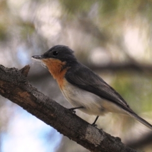 Myiagra rubecula at Kambah, ACT - 24 Oct 2021 02:16 PM