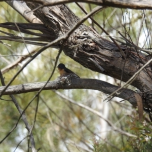 Myiagra rubecula at Kambah, ACT - 24 Oct 2021 02:16 PM