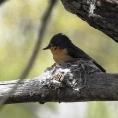 Myiagra rubecula at Kambah, ACT - 24 Oct 2021 02:16 PM