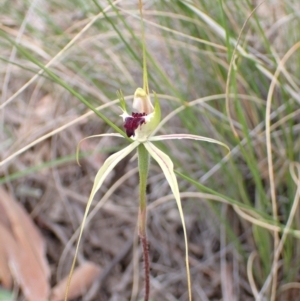 Caladenia atrovespa at Fadden, ACT - 24 Oct 2021