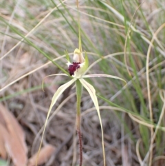 Caladenia atrovespa (Green-comb Spider Orchid) at Fadden, ACT - 24 Oct 2021 by AnneG1