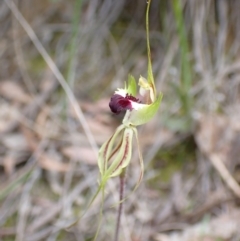 Caladenia atrovespa at Fadden, ACT - 24 Oct 2021