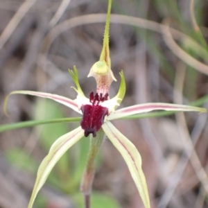 Caladenia atrovespa at Fadden, ACT - 24 Oct 2021