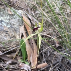 Caladenia atrovespa at Fadden, ACT - 24 Oct 2021