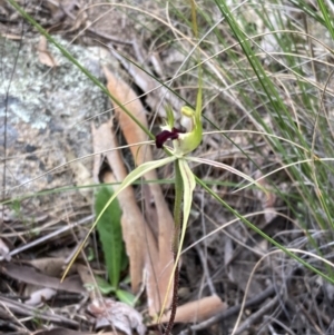 Caladenia atrovespa at Fadden, ACT - suppressed