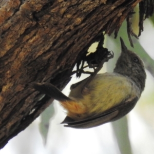 Acanthiza reguloides at Paddys River, ACT - 24 Oct 2021