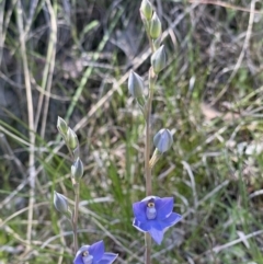 Thelymitra nuda (Scented Sun Orchid) at Cook, ACT - 24 Oct 2021 by Rebeccaryanactgov