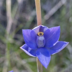 Thelymitra nuda at Cook, ACT - suppressed