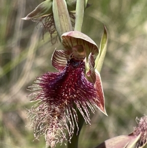 Calochilus platychilus at Cook, ACT - suppressed