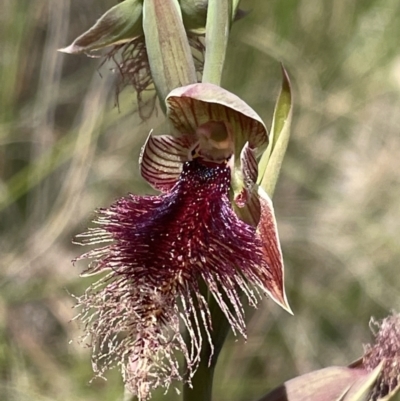 Calochilus platychilus (Purple Beard Orchid) at Mount Painter - 24 Oct 2021 by Rebeccaryanactgov