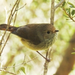 Acanthiza pusilla (Brown Thornbill) at Paddys River, ACT - 24 Oct 2021 by HelenCross