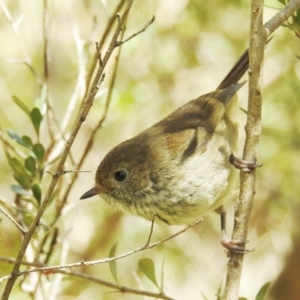 Acanthiza pusilla at Kambah, ACT - 24 Oct 2021