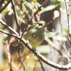 Acanthiza pusilla at Kambah, ACT - 24 Oct 2021